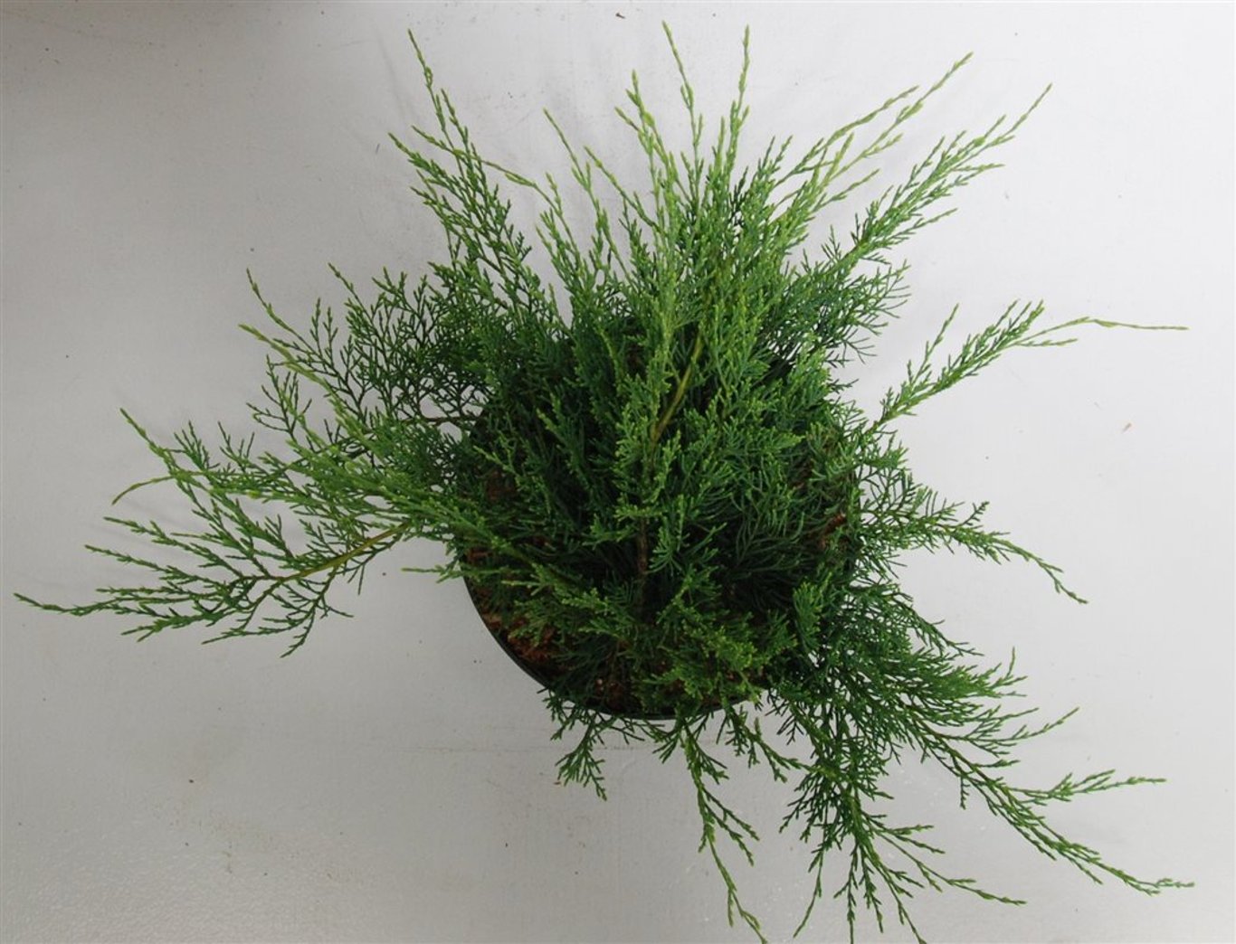 Juniperus virg. 'Grey Owl' - C5 30-40 CM